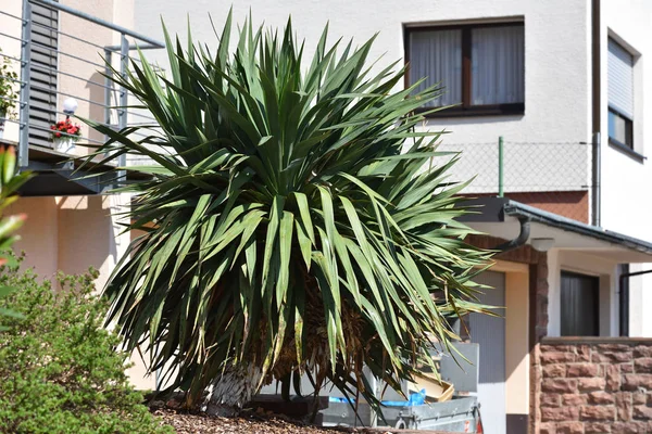 Piękna Yucca roślina na tle prywatnego domu w europejskim mieście — Zdjęcie stockowe