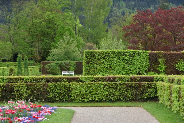 Trimmed hedge shrub in a European public park in Baden Baden, spring time