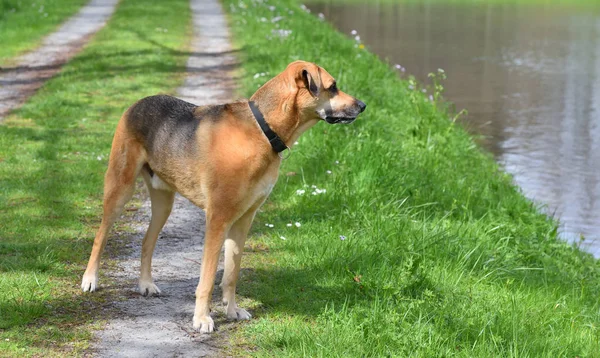 Een mooie roodharige hond met een halsband staat aan de oever van de rivier. — Stockfoto