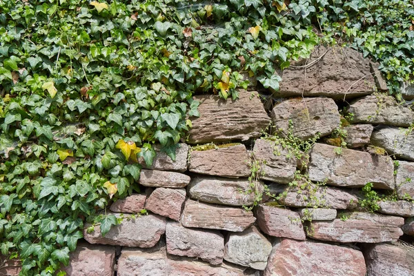 Pared Piedra Envejecida Planta Trepadora Textura Pared Bloques Piedra — Foto de Stock