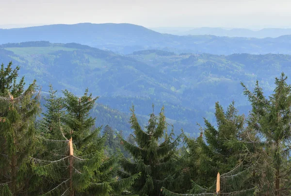 Almanya 'nın Schwarzwald kentindeki Avrupa ormanlarındaki dağların tepesindeki güçlü rüzgarlardan kopmuş kozalaklı ağaçlar..