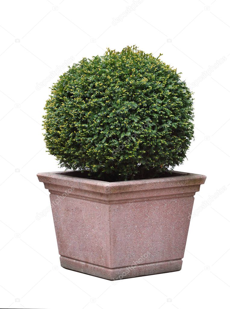 Beautiful Taxus coniferous bush in a rounded ball shape, in a square stone pot on an isolated white background