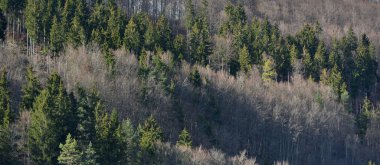 Nisan ayında yaprakları olmayan kozalaklı ağaçlar ve yaprak döküntüleri. Schwarzwald, Almanya