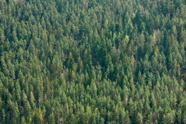 Kozalaklı ağaçlar ve onların Avrupa ormanlarındaki üstleri Schwarzwald, Almanya