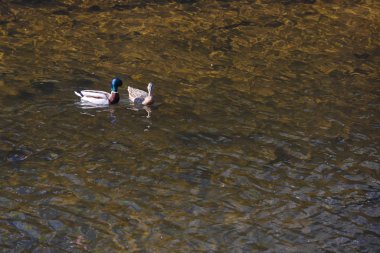 Çiftleşme sırasında iki ördek. Bir ördek başka bir ördeğin peşinden yüzer ve onunla nehirde çiftleşmeye çalışır.