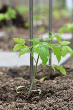 Genç filizlenen domatesler toprağın altından çıkar ve bir bitkiyi bağlamak için bir kazığın yanında büyür.