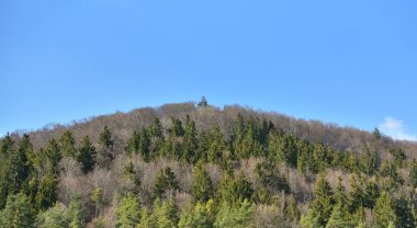Nisan ayında yaprakları olmayan kozalaklı ağaçlar ve yaprak döküntüleri. Schwarzwald, Almanya