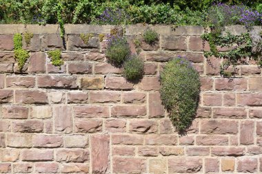 Mavi çiçekli bir bitki, eski bir taş bolok duvarının yüzeyinde yetişir.