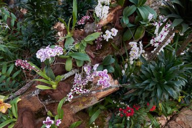 Çiçekli, orkide çiçekli ve botanik bahçesinde çeşitli çalılıklar var.