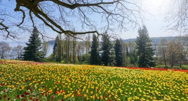Kırmızı ve sarı lalelerden oluşan bir tarlası ve Bodensee Gölü manzarası olan resim gibi bir manzara.