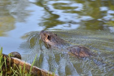 Nutria kıyıya yakın bir parkta bir gölette yüzer. Yakın plan.