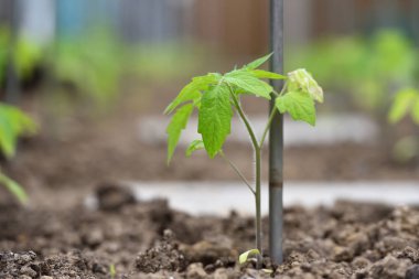 Genç filizlenen domatesler toprağın altından çıkar ve bir bitkiyi bağlamak için bir kazığın yanında büyür.