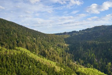 İlkbahar manzarası, bir tepenin üzerinde karışık ormanlar, kozalaklı ağaçlar ve yaprak döken yapraklar Almanya 'nın Schwarzwald ormanında birlikte büyür.