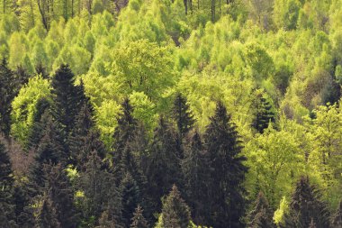 İlkbahar manzarası, bir tepenin üzerinde karışık ormanlar, kozalaklı ağaçlar ve yaprak döken yapraklar Almanya 'nın Schwarzwald ormanında birlikte büyür.