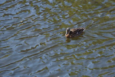 Güzel, sıradan, benekli bir ördek nehirde yüzüyor..