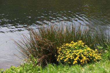 Nisan ayında göl kenarında sarı çiçekli çimen çalısı