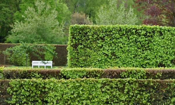 Trimmed hedge shrub in a European public park in Baden Baden, spring time