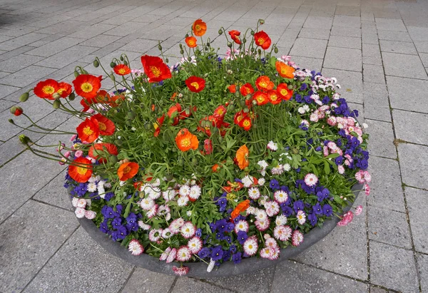 Duży Okrągły Garnek Klombów Europejskim Mieście Makiem Kwiatów Stokrotek — Zdjęcie stockowe