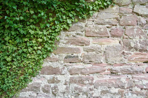 Åldrad Stenblocksvägg Och Klätteranläggning Texturen Väggen Stenblock — Stockfoto