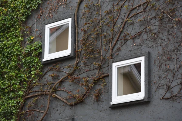 Pomiędzy dwoma małymi oknami na ciemnej ścianie rośnie w mieście europejskim roślina wspinaczkowa z grubą łodygą — Zdjęcie stockowe