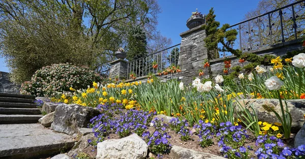 Hermoso Luminoso Lecho Flores Con Narcisos Largo Las Escaleras — Foto de Stock