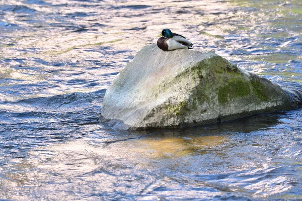 Schöne Ente Sitzt Auf Einem Großen Stein Einem Stadtfluss — Stockfoto