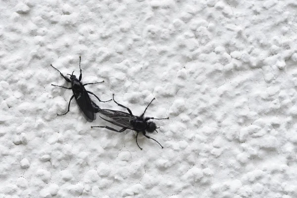 Black winged insect Bibio marci mate on a white wall, closeup — Stock Photo, Image