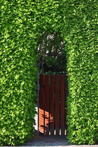 A una gran valla de un arbusto y un arco tallado en él, la entrada a la casa en una ciudad europea. —  Fotos de Stock