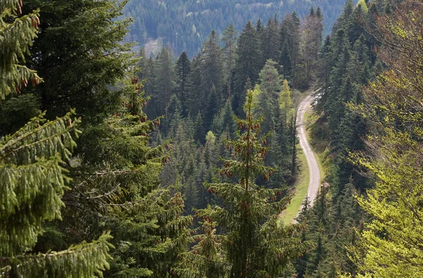 Schwarzwald, Almanya 'nın kozalaklı ormanlarında dar yollar. Metin alanı ile