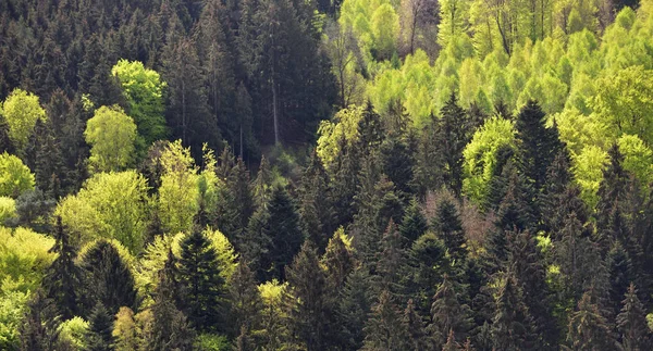 Lkbahar Manzarası Bir Tepenin Üzerinde Karışık Ormanlar Kozalaklı Ağaçlar Yaprak — Stok fotoğraf
