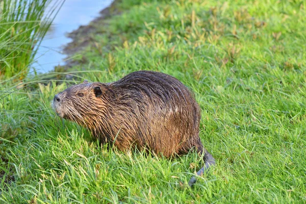 Nutria Wet Hair Green Grass Background Pond — Stock Photo, Image