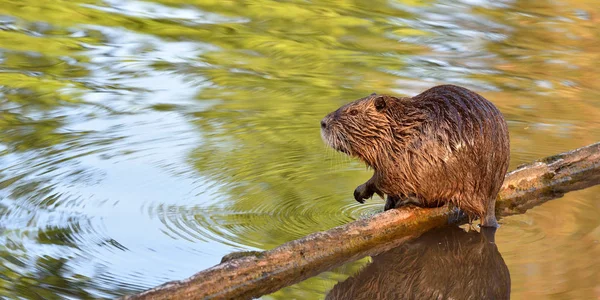 Wet Nutria Sits Log Pond Reflected Water — 스톡 사진