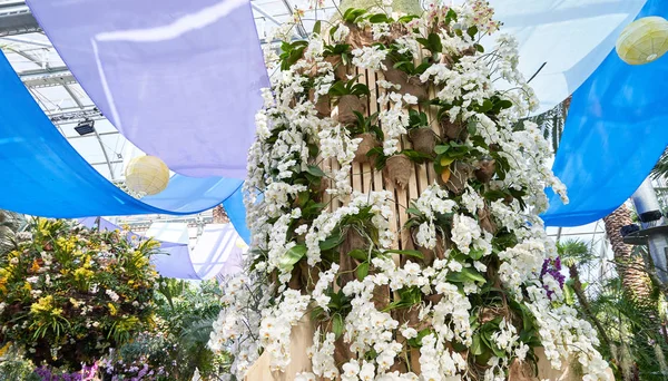 Duża Konstrukcja Białych Kwiatów Storczyka Ogrodzie Botanicznym — Zdjęcie stockowe
