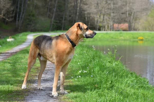 Een mooie roodharige hond met een halsband staat aan de oever van de rivier. — Stockfoto