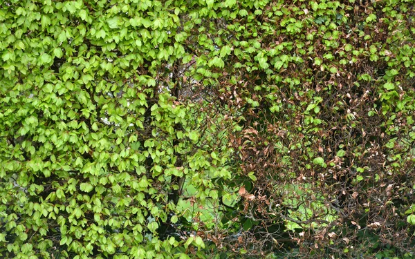 Esquiva de textura na primavera com algumas folhas. Parte de uma sebe verde sem folhas em abril — Fotografia de Stock