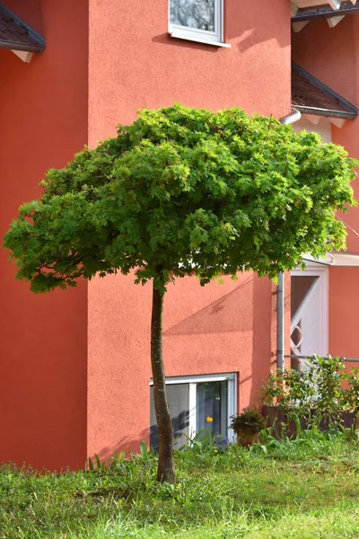 Mały klon na tle domku z czerwonymi murami w mieście europejskim. — Zdjęcie stockowe