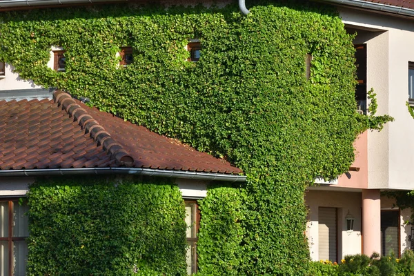 식물로 뒤덮여 있는 집. 유럽의한 도시에는 기어오르는 식물 이 있는 집 의벽들 — 스톡 사진