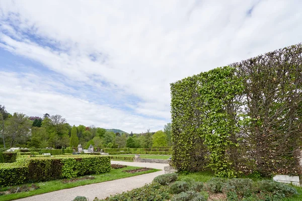 Trimmed hedge shrub in a European public park in Baden Baden, spring time