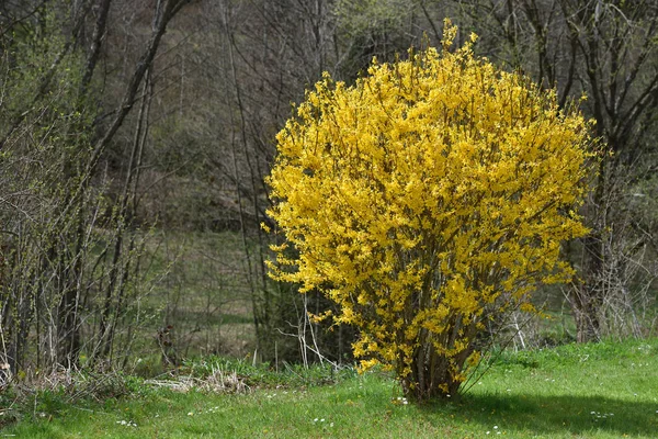 Beautiful big yellow bush of Forsythia on a background of trees without foliage in April