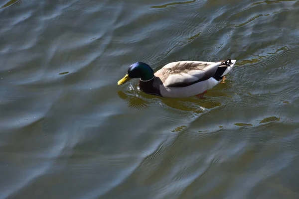 Schöne Ente Mit Schwarzem Kopf Und Grauen Flügeln Die Auf — Stockfoto