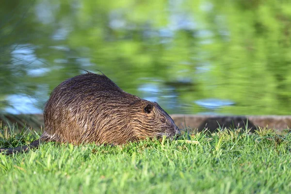 Nutria Wet Hair Green Grass Background Pond — 스톡 사진