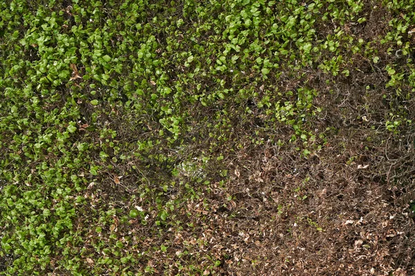 Textura živý plot na jaře s několika listy. Část zeleného keře bez listí v dubnu — Stock fotografie