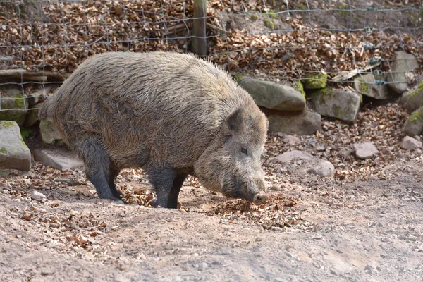 Wildschweine Mit Brauner Wolle Einem Speziellen Gehege Mit Zaun — Stockfoto