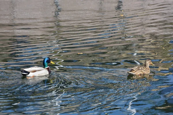 A beautiful Duck with a black head swims behind a brown duck to mate with her in the river.