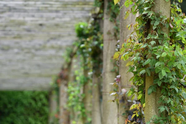 Belle Pergola Longue Avec Des Plantes Grimpantes Roses Dans Parc — Photo