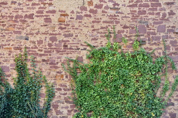 Mur Bloc Pierre Vieilli Plante Grimpante Texture Mur Blocs Pierre — Photo