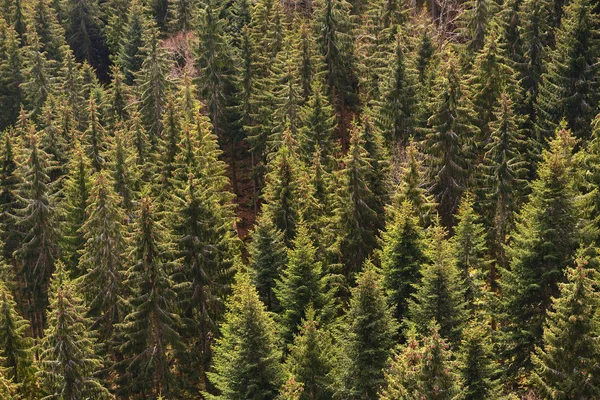 Kozalaklı Ağaçlar Onların Avrupa Ormanlarındaki Üstleri Schwarzwald Almanya — Stok fotoğraf