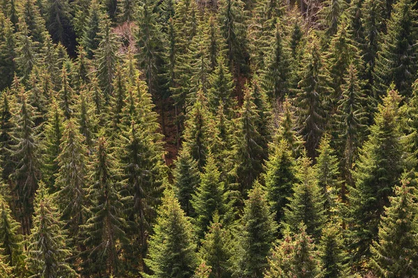 Conifers and their tops in the European forest Schwarzwald, Germany