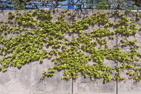 Graue Betonmauer und Efeu-Kletterpflanze im Frühling im April. Kletterwand aus Beton mit Platz für Text — Stockfoto