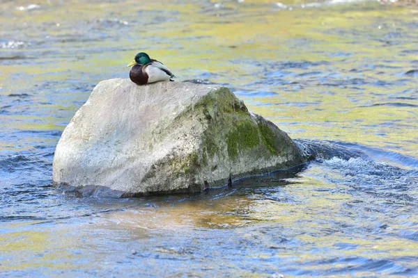 Schöne Ente Sitzt Auf Einem Großen Stein Einem Stadtfluss — Stockfoto